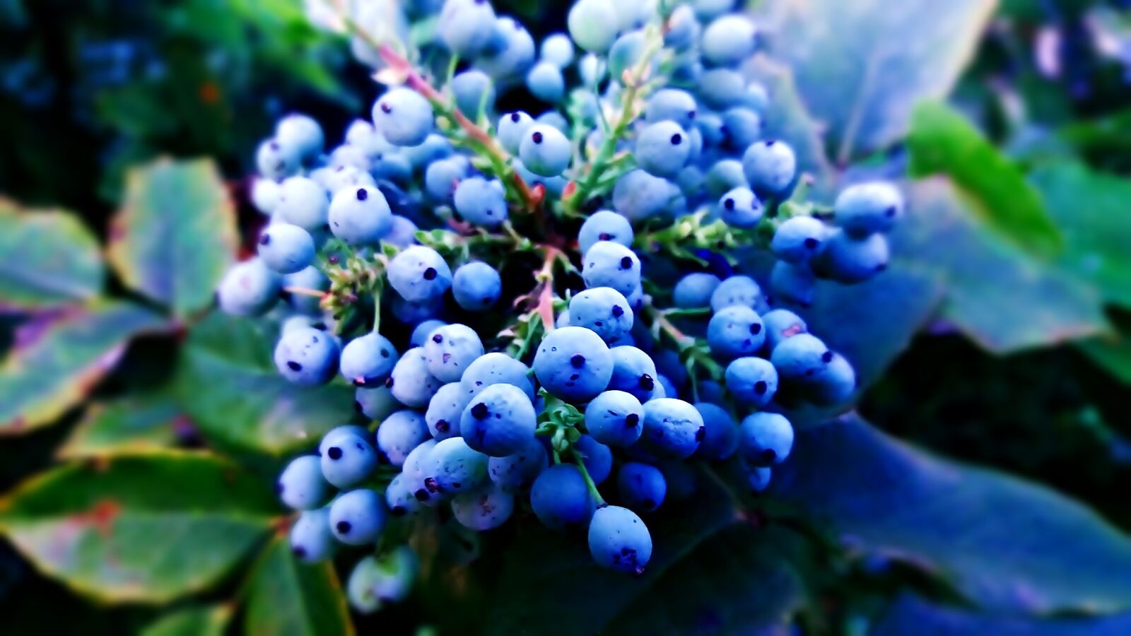 Samsung Galaxy J5 sample photo. Plant, berries, blue photography