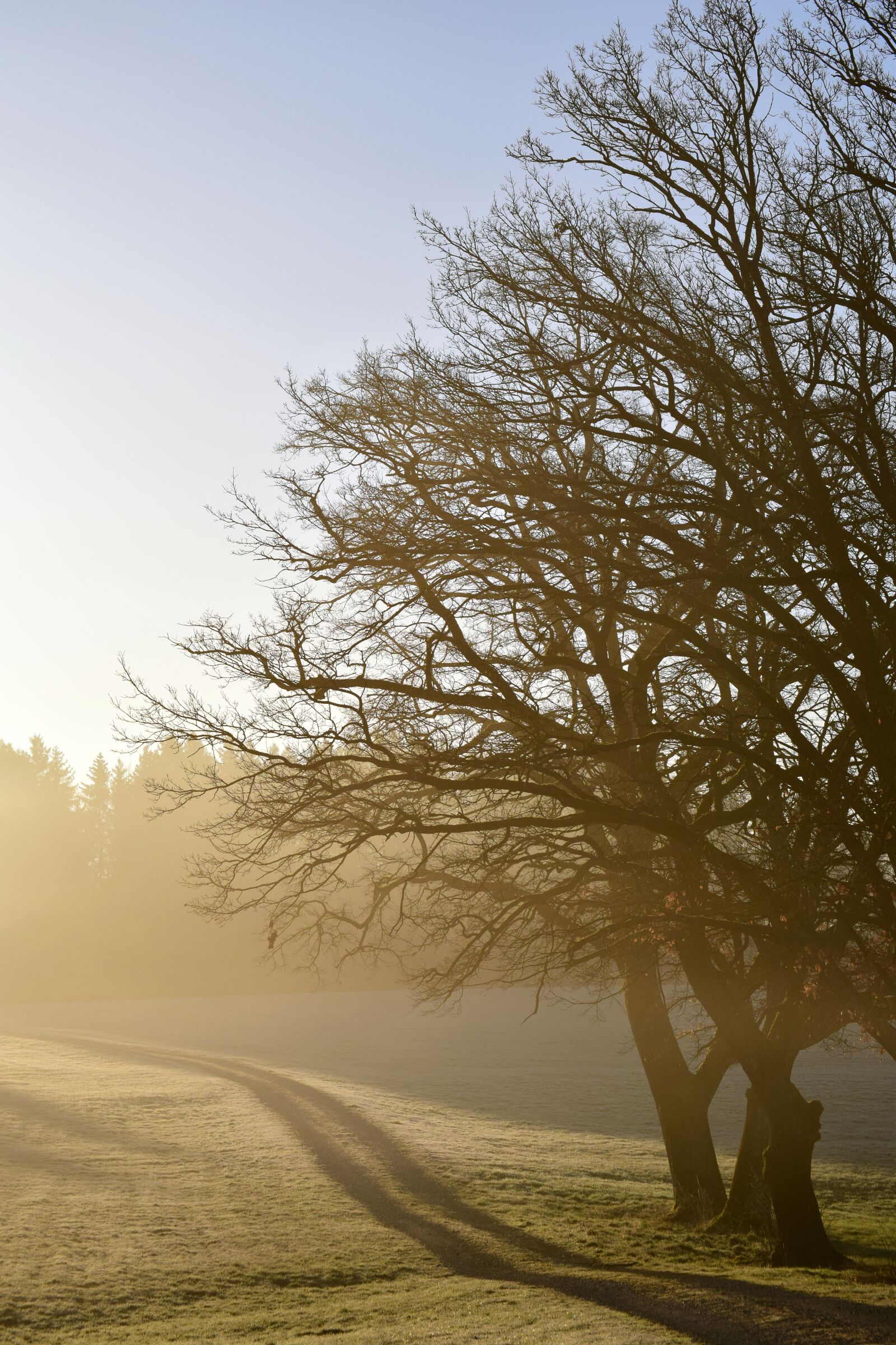 Nikon D3300 sample photo. Tree, nature, landscape photography