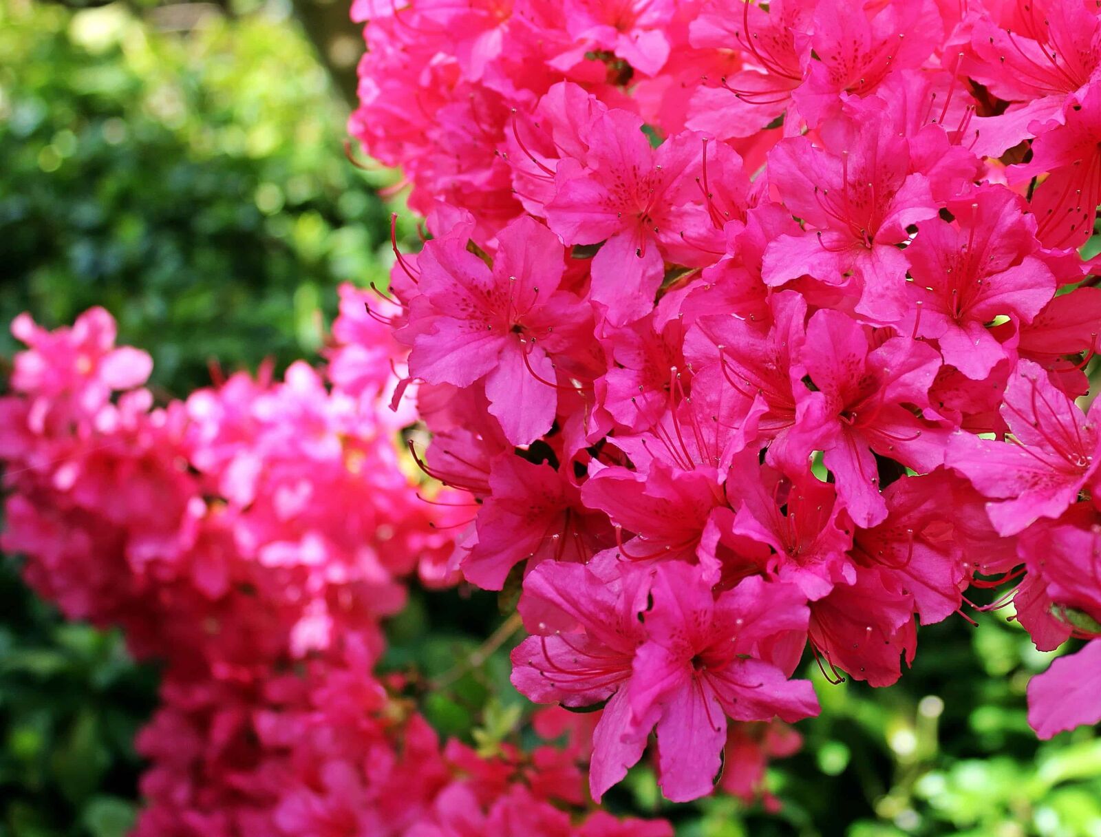 Canon EOS 550D (EOS Rebel T2i / EOS Kiss X4) sample photo. Summer, petal, garden, leaf photography