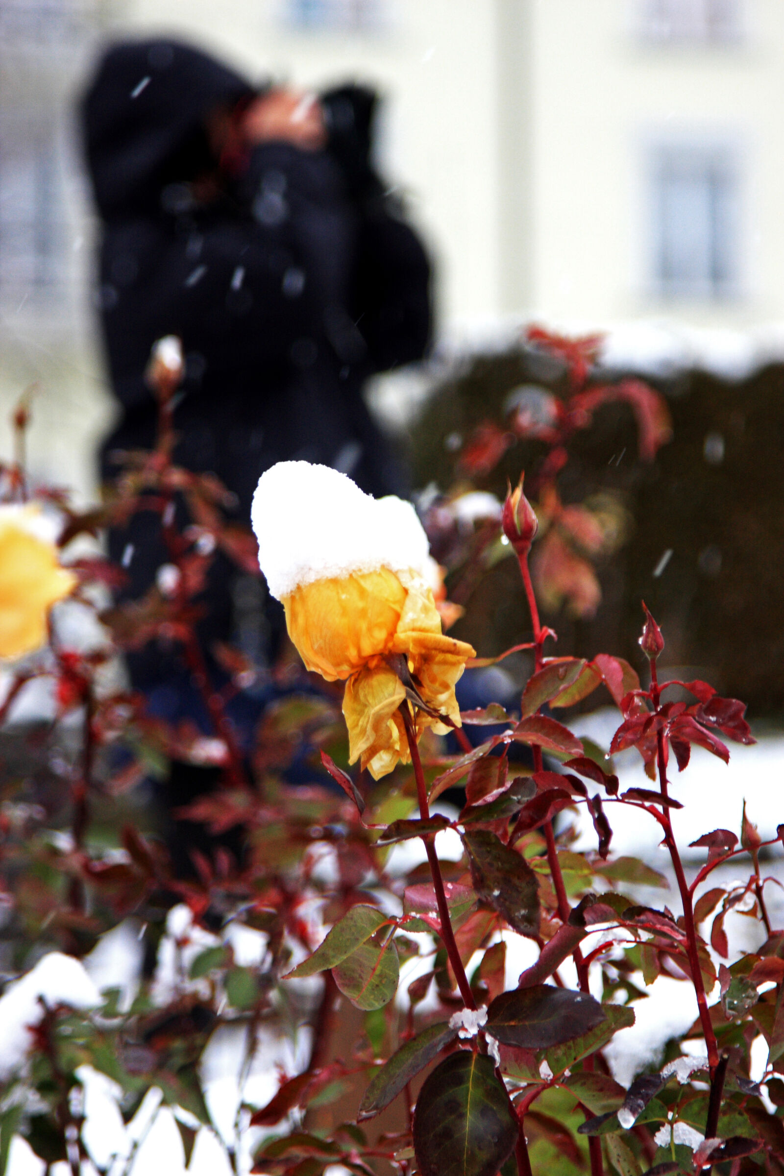 Canon EOS 40D sample photo. Cold, garden, grow, man photography