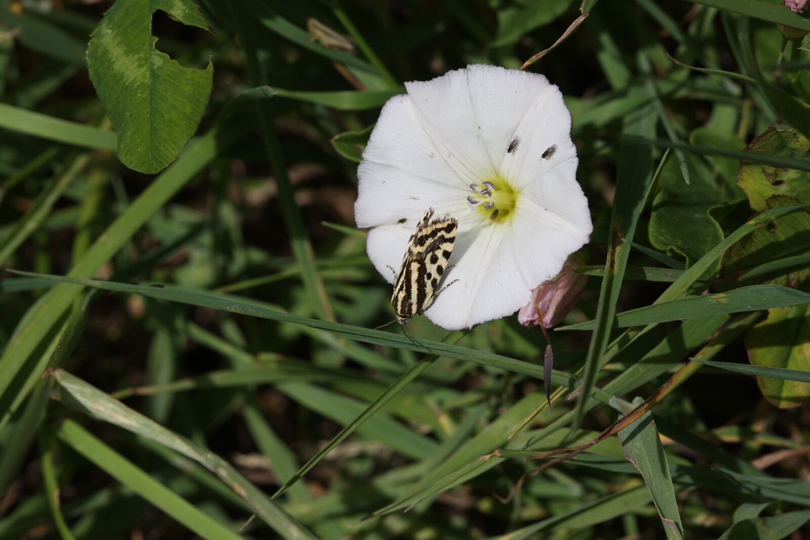 Canon EOS 40D sample photo. Flower, insect, nature photography