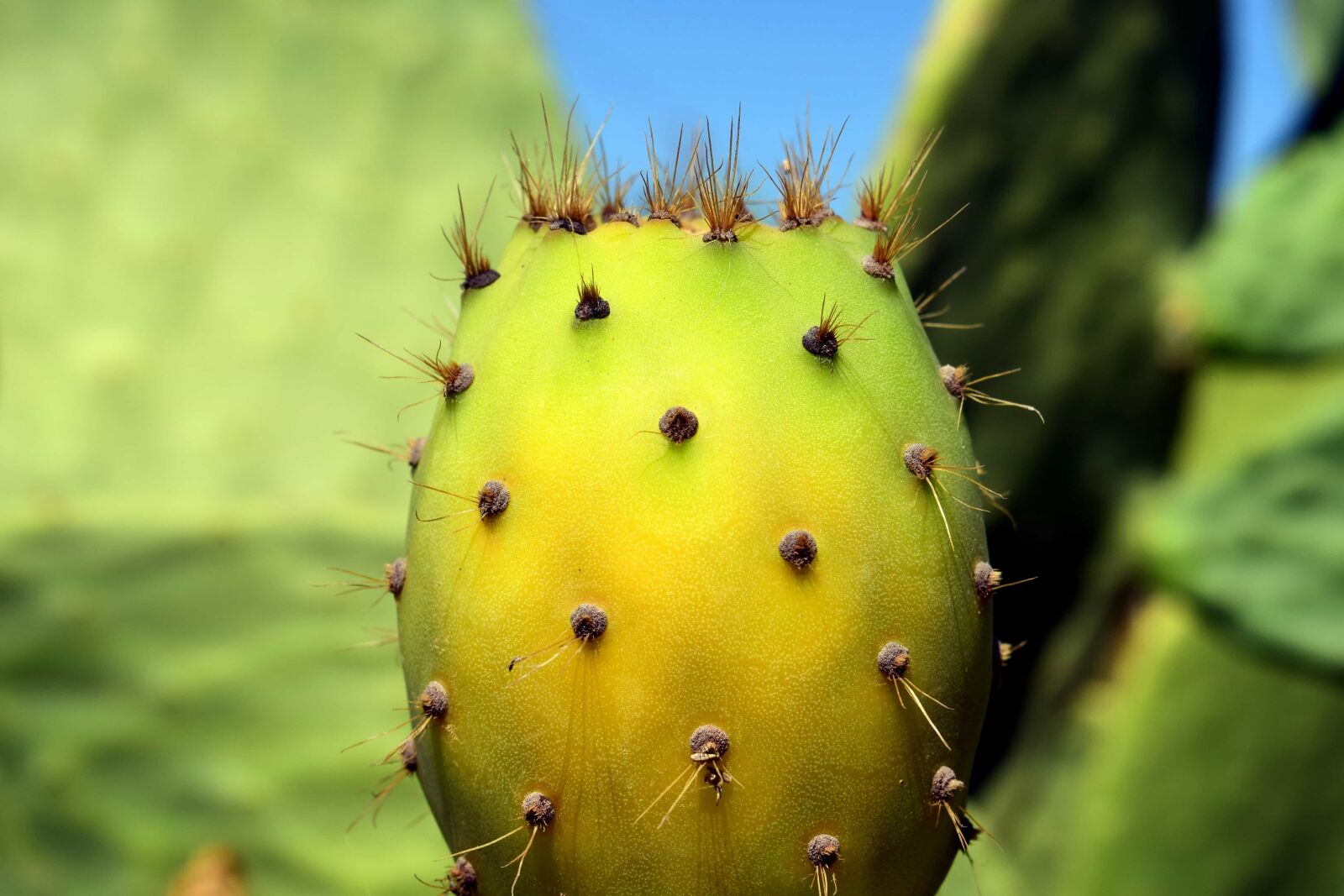 Nikon D3300 sample photo. Desert, flora, nature, leaf photography