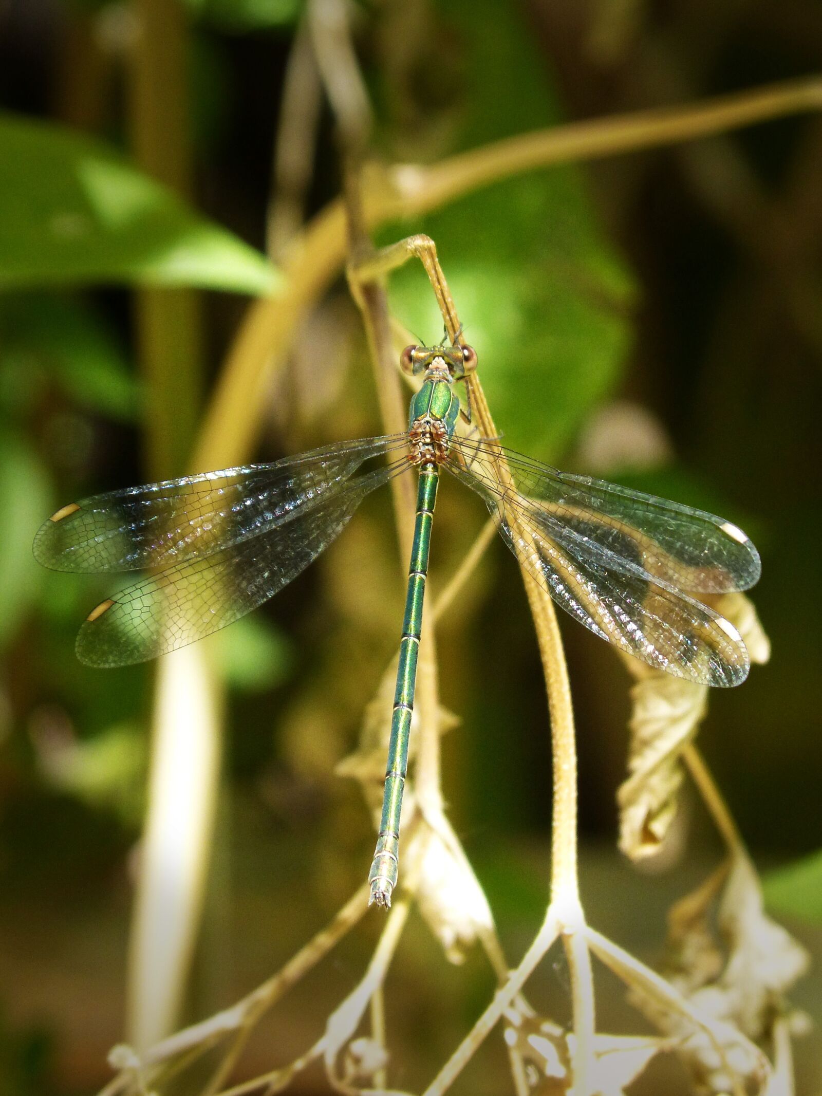 Panasonic DMC-FZ62 sample photo. Green dragonfly, winged insect photography