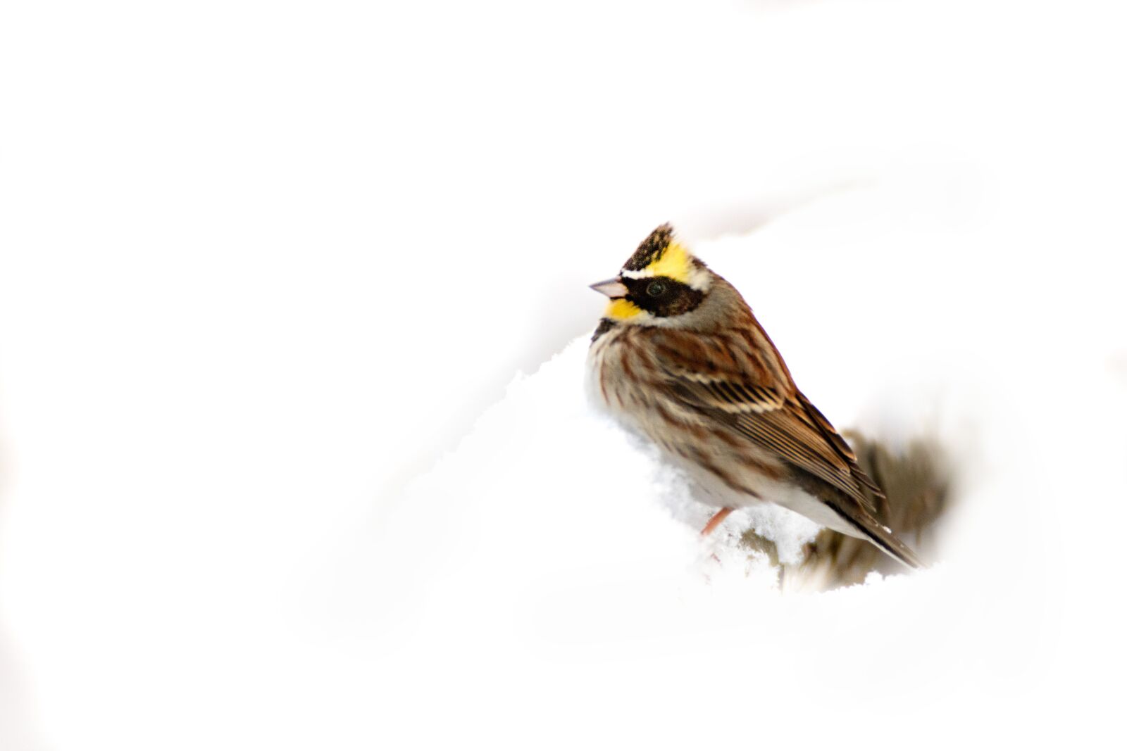 Canon EOS 7D Mark II sample photo. New, nature, animal photography