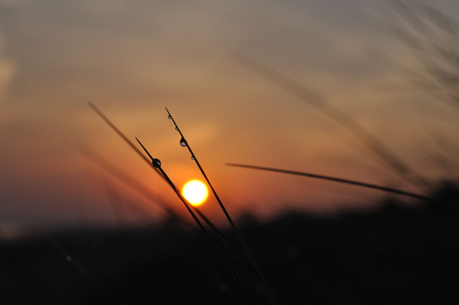 Nikon D5000 sample photo. Morgenstimmung, sunrise, backlighting photography