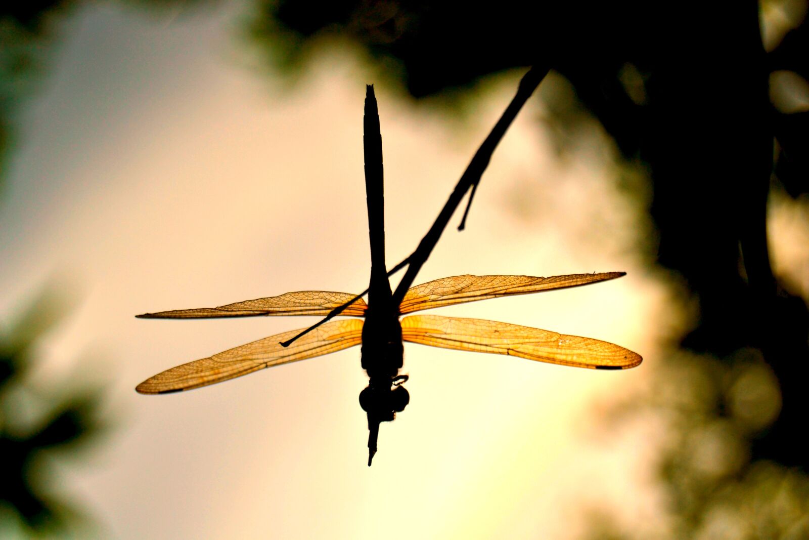 Nikon D3100 sample photo. Dragonflies, andarinyo, indonesia photography