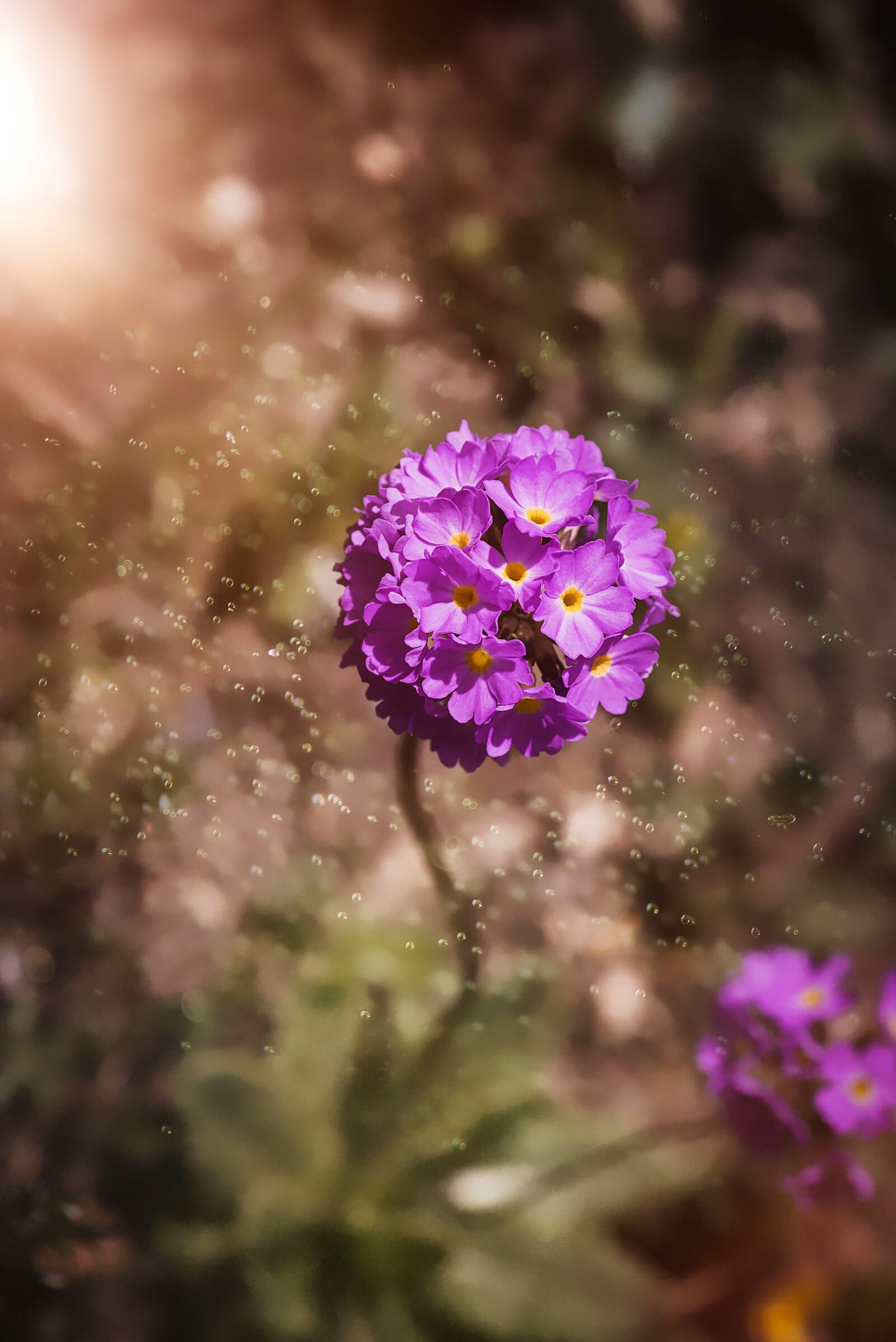 Nikon D750 sample photo. Drumstick, primrose, garden photography