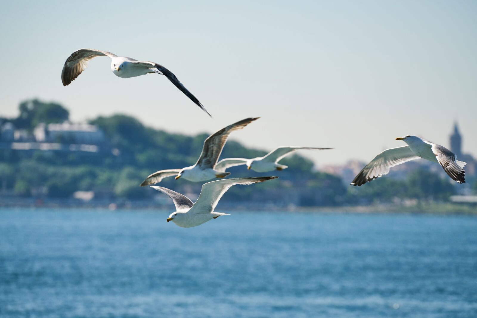 Sony FE 70-200mm F4 G OSS sample photo. Seagull, bird, fly photography