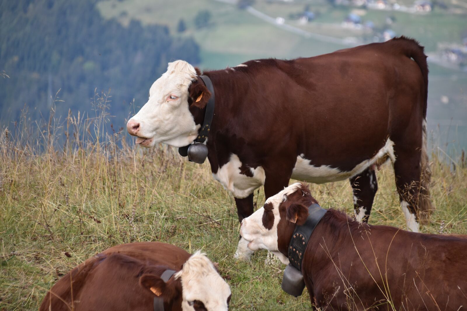 Nikon D5600 sample photo. Cow, herd of cow photography