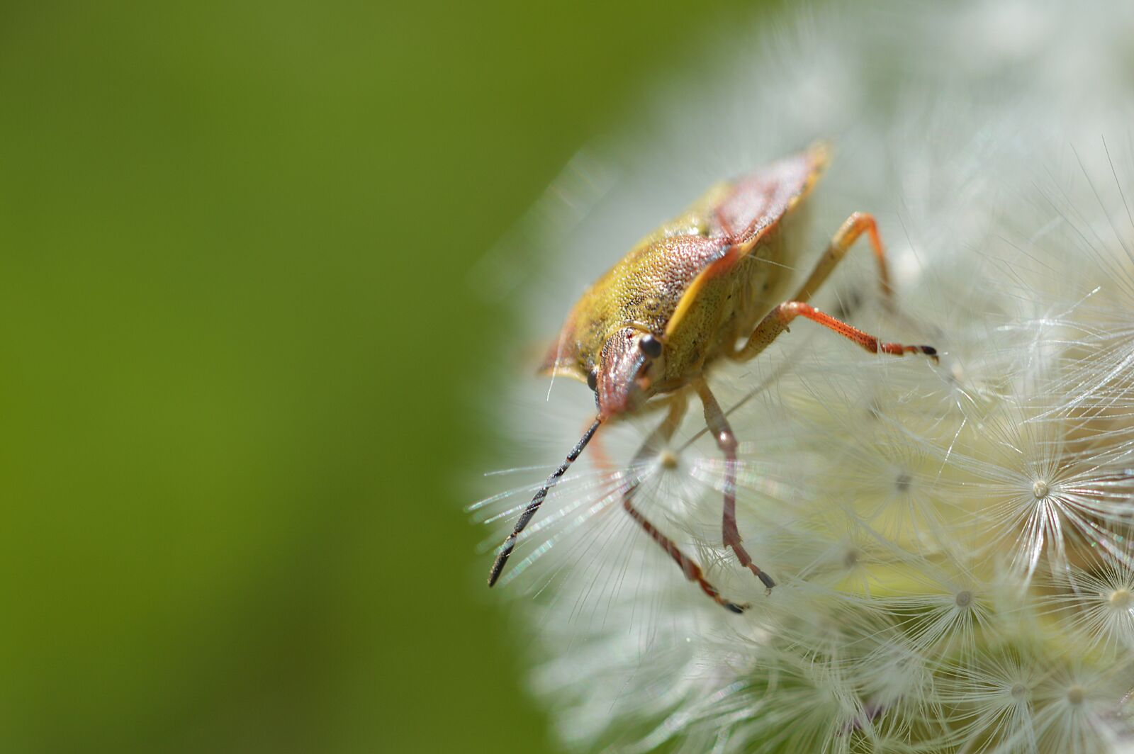Nikon D3200 sample photo. Beetle, insect, dandelion photography