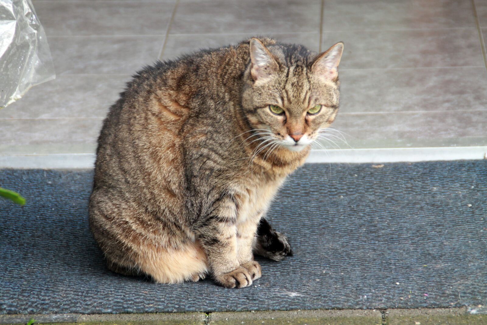 Canon EOS 1100D (EOS Rebel T3 / EOS Kiss X50) sample photo. Cat, domestic cat, hide photography