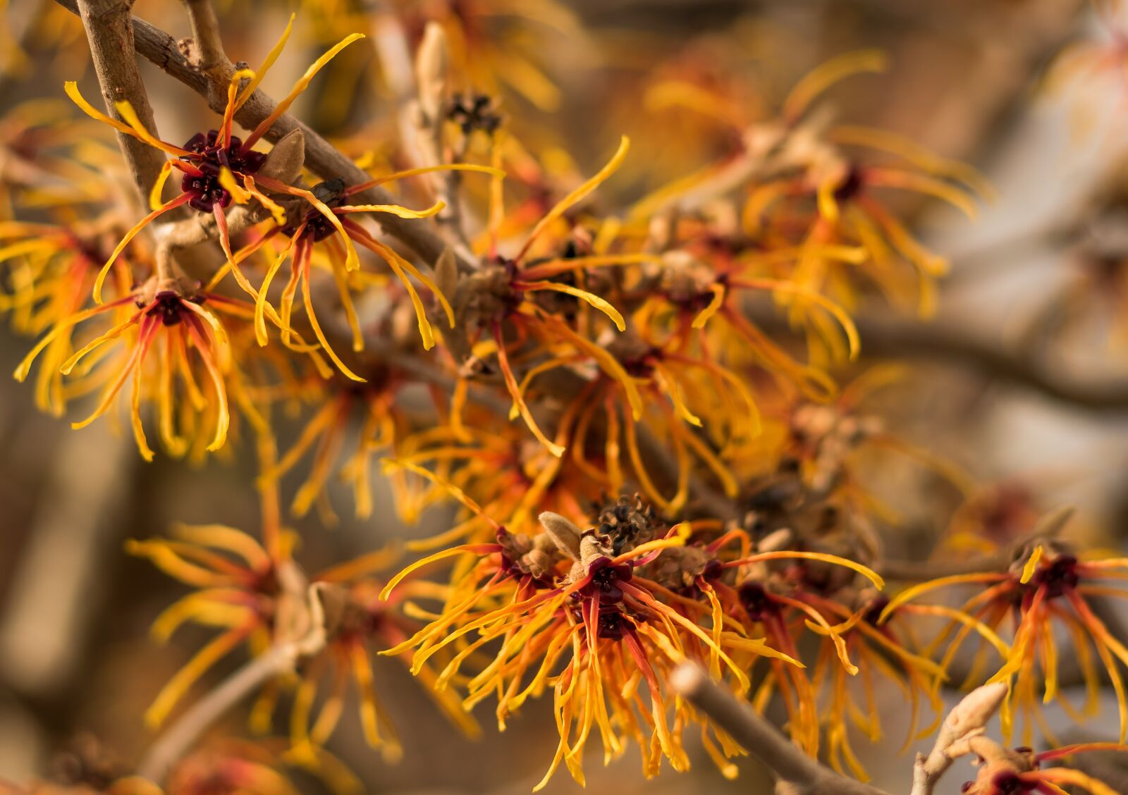 Sony DT 50mm F1.8 SAM sample photo. Plant, nature, blossom photography