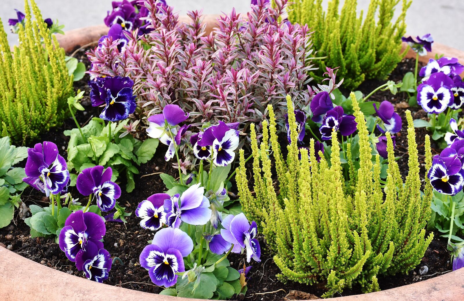 Nikon D7200 sample photo. Planting, flowers, stiefm tt photography