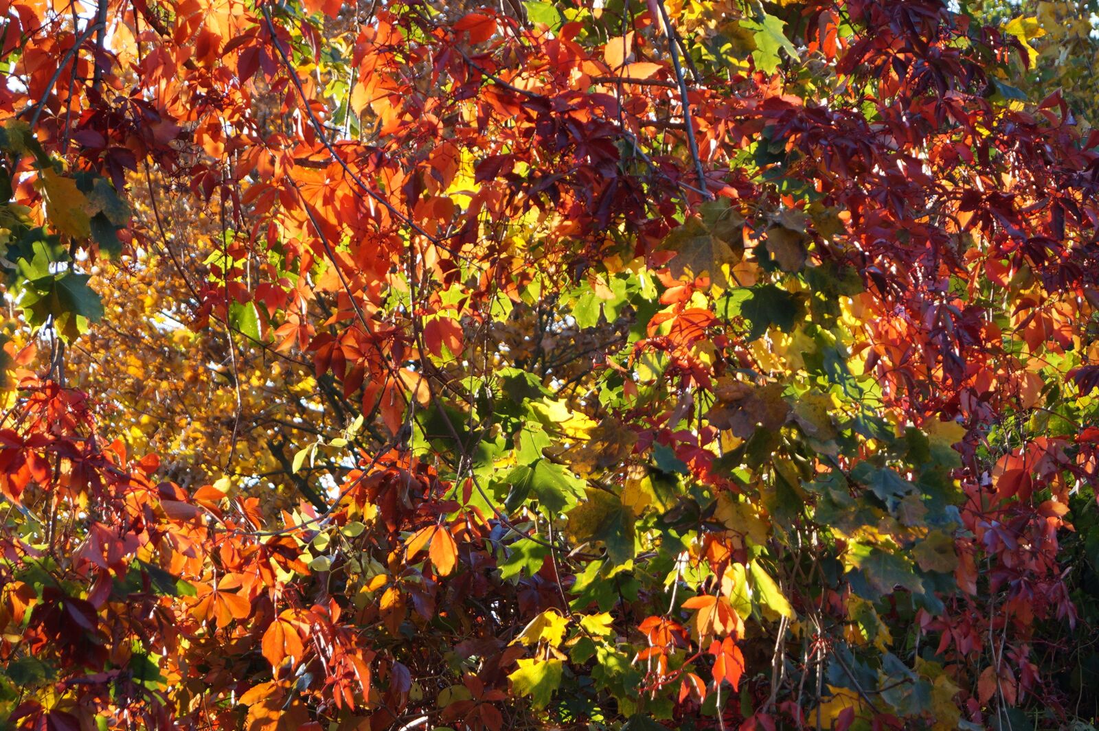 Sony DT 18-55mm F3.5-5.6 SAM II sample photo. Autumn, leaves, fall foliage photography