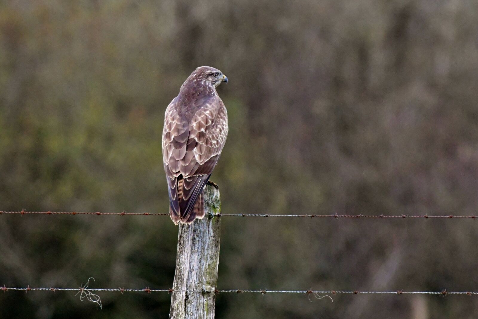 Nikon D500 sample photo. Common buzzard, bird of photography
