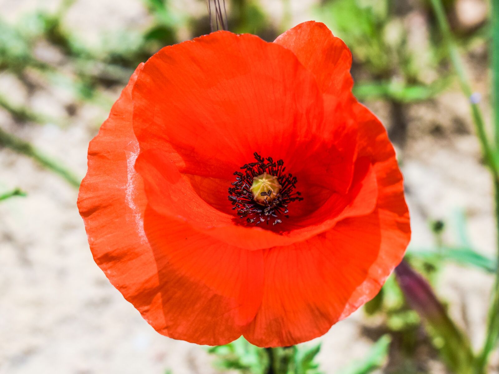 Nikon D3300 sample photo. Poppy, wildflower, red photography