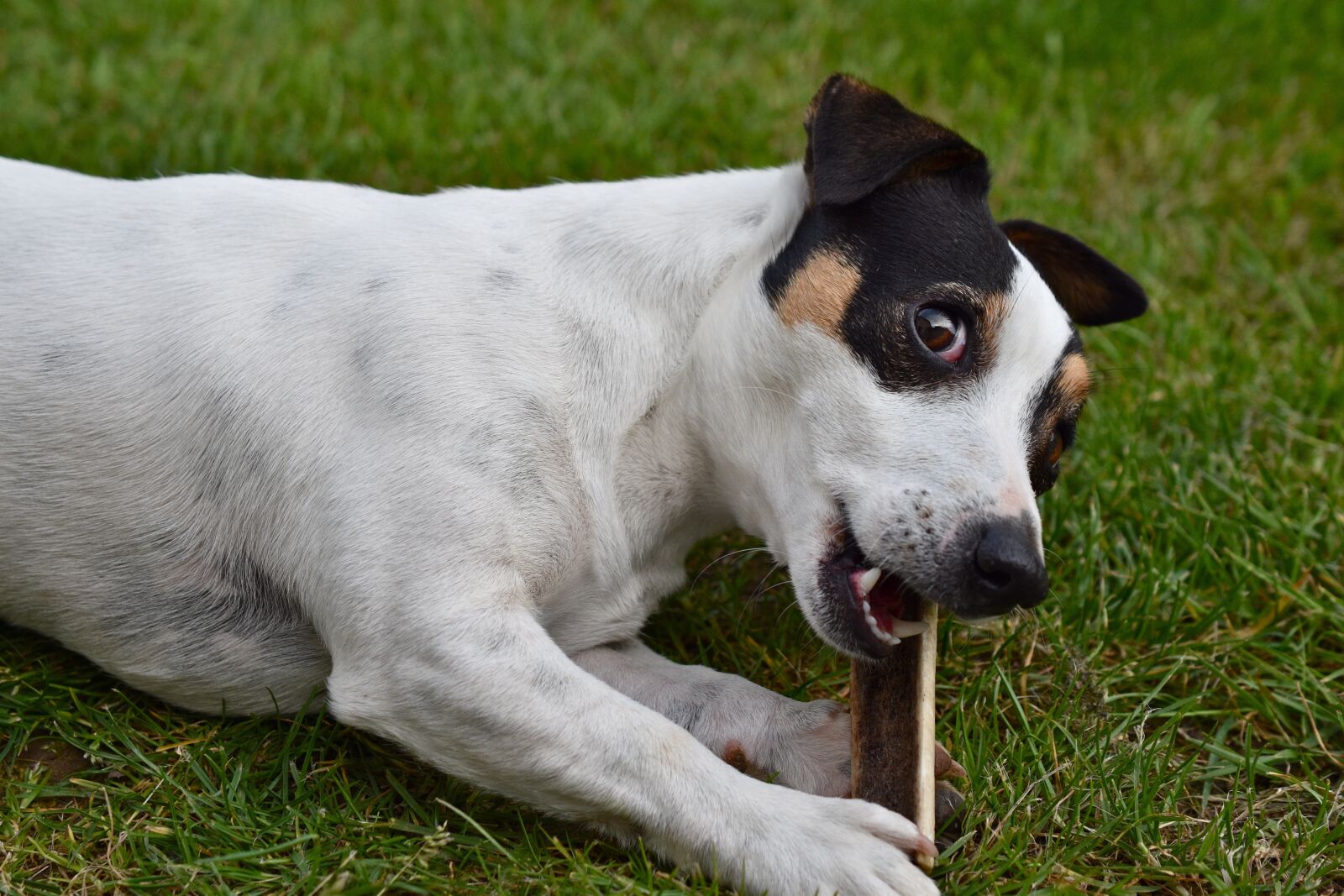Nikon D5600 sample photo. Dog, jack russel, look photography
