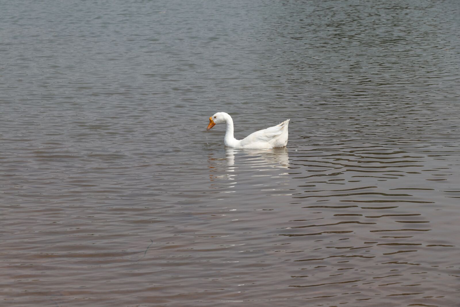 Canon EOS 80D sample photo. Swan, bird, waters photography
