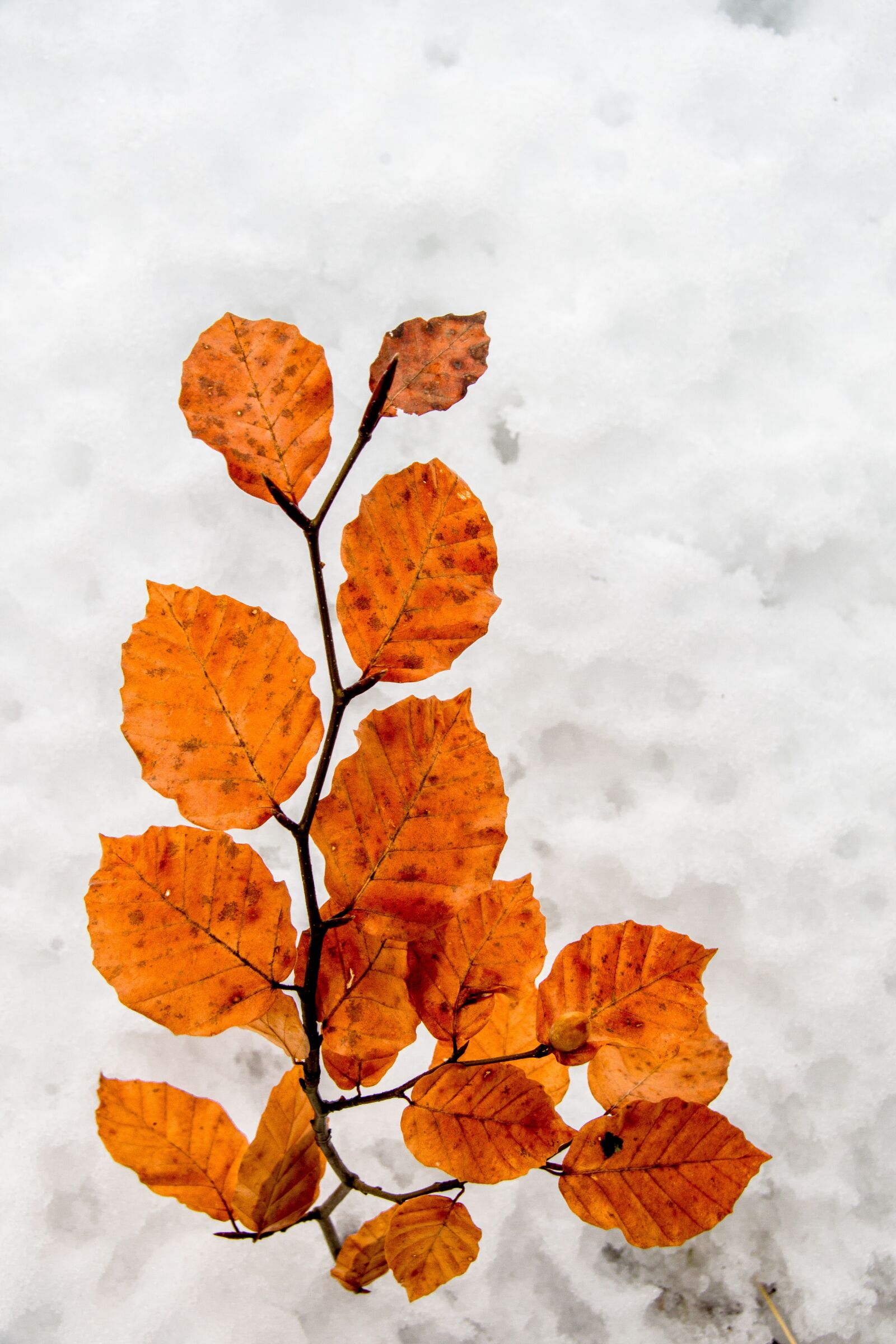 Pentax K-S2 sample photo. Nature, season, leaf photography