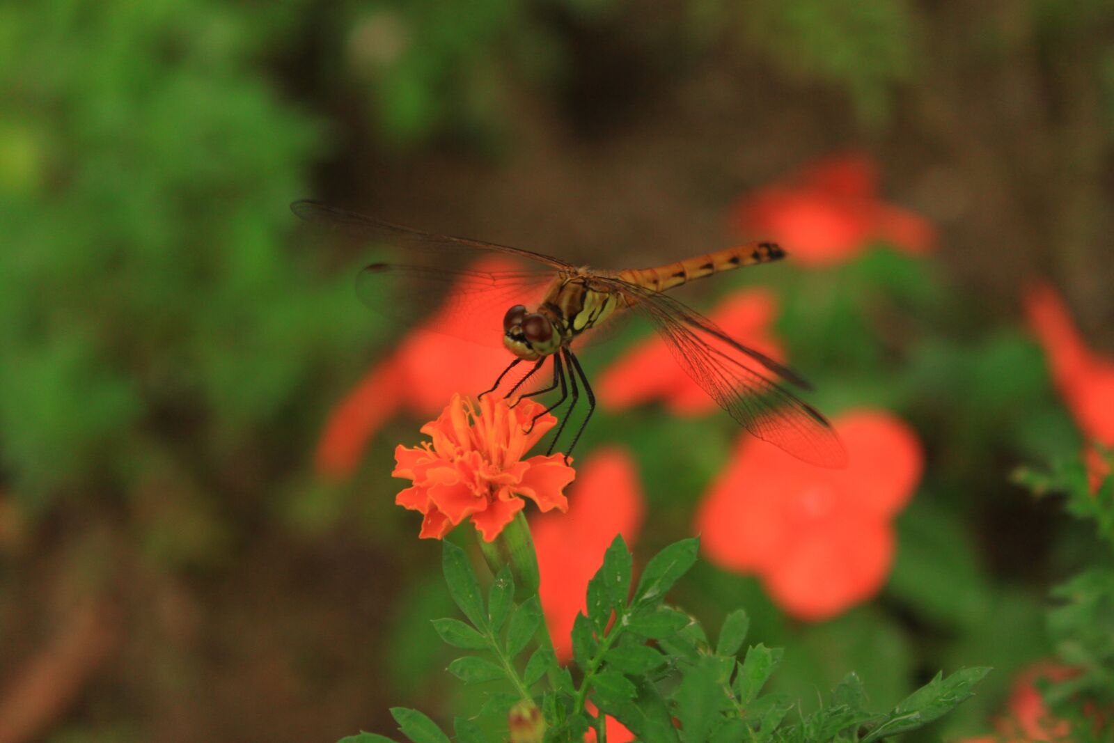 Canon EOS 500D (EOS Rebel T1i / EOS Kiss X3) sample photo. Flowers, dragonfly, insects photography