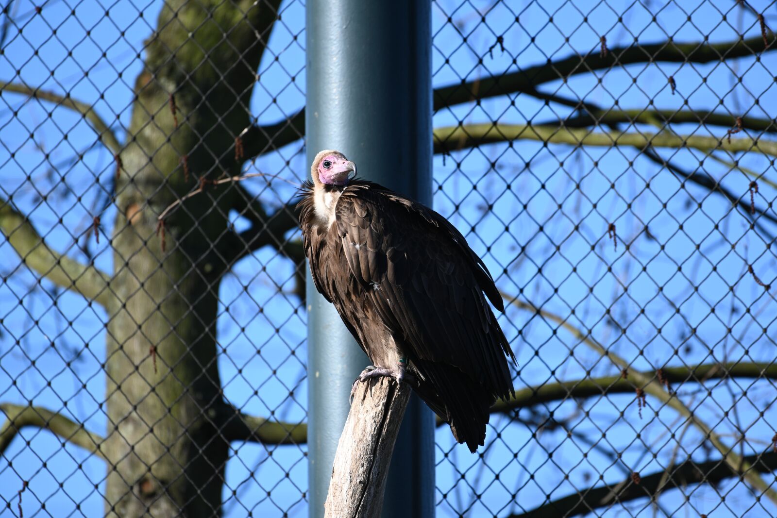 Nikon Z7 sample photo. Bird of prey, zoo photography