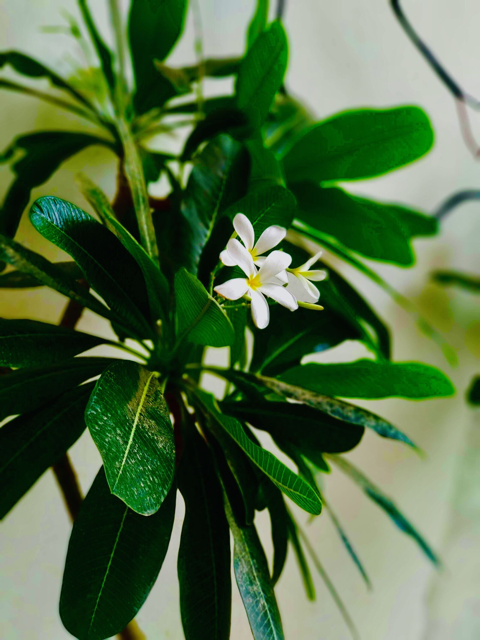 Xiaomi Mi A1 sample photo. Nature, white flowers, greenery photography