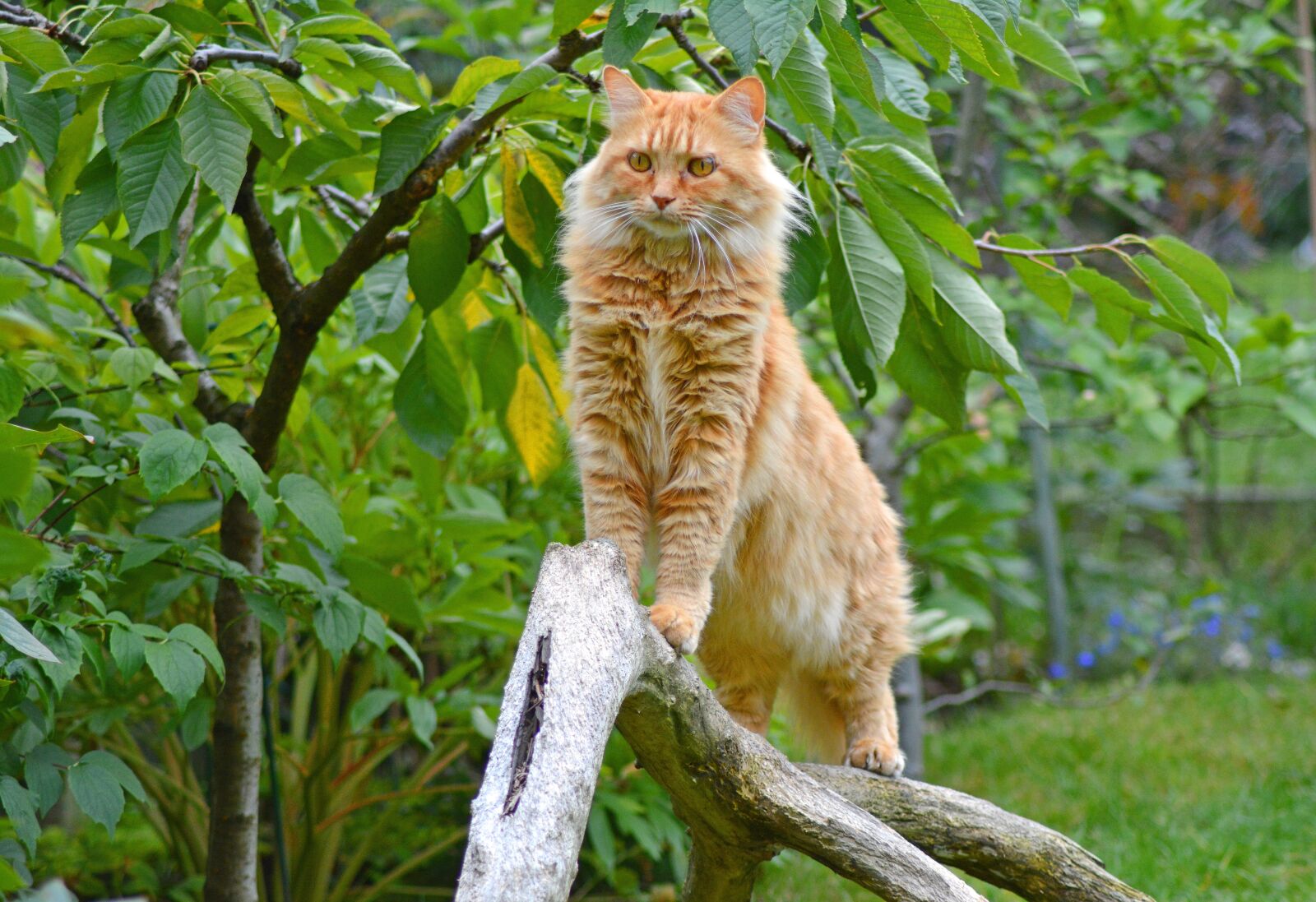 Nikon D5200 sample photo. Cat, red tomcat, upright photography