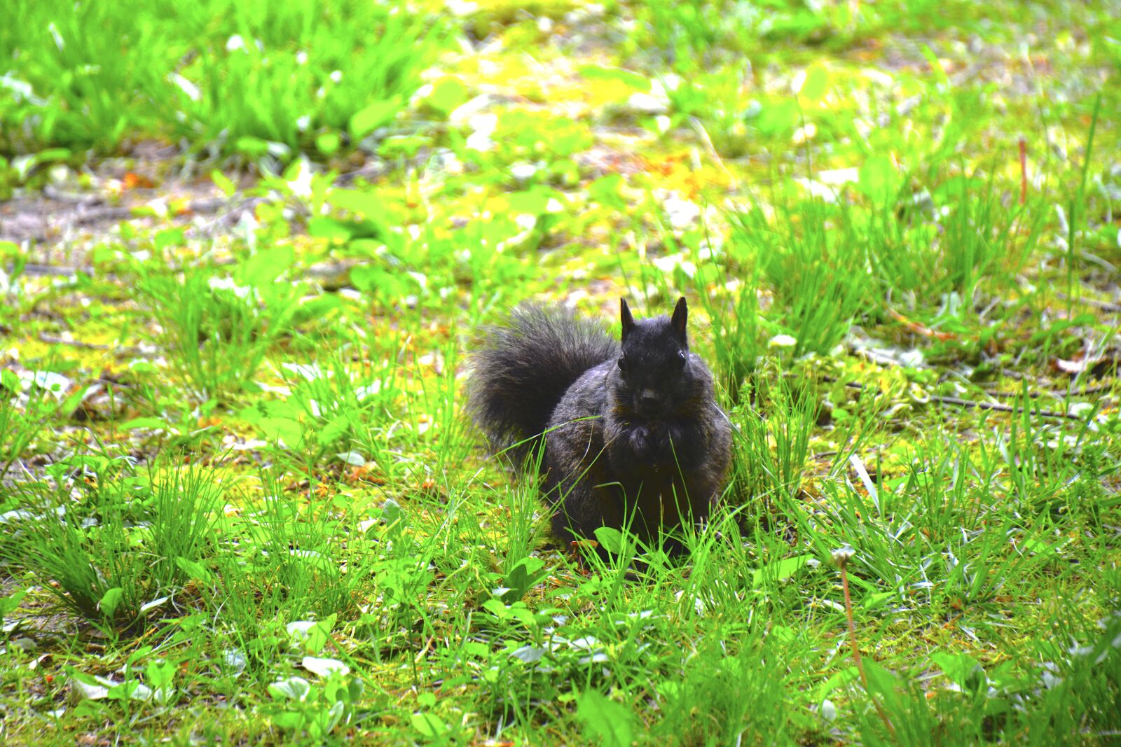 Nikon D5200 sample photo. Wild, animal, squirrel photography