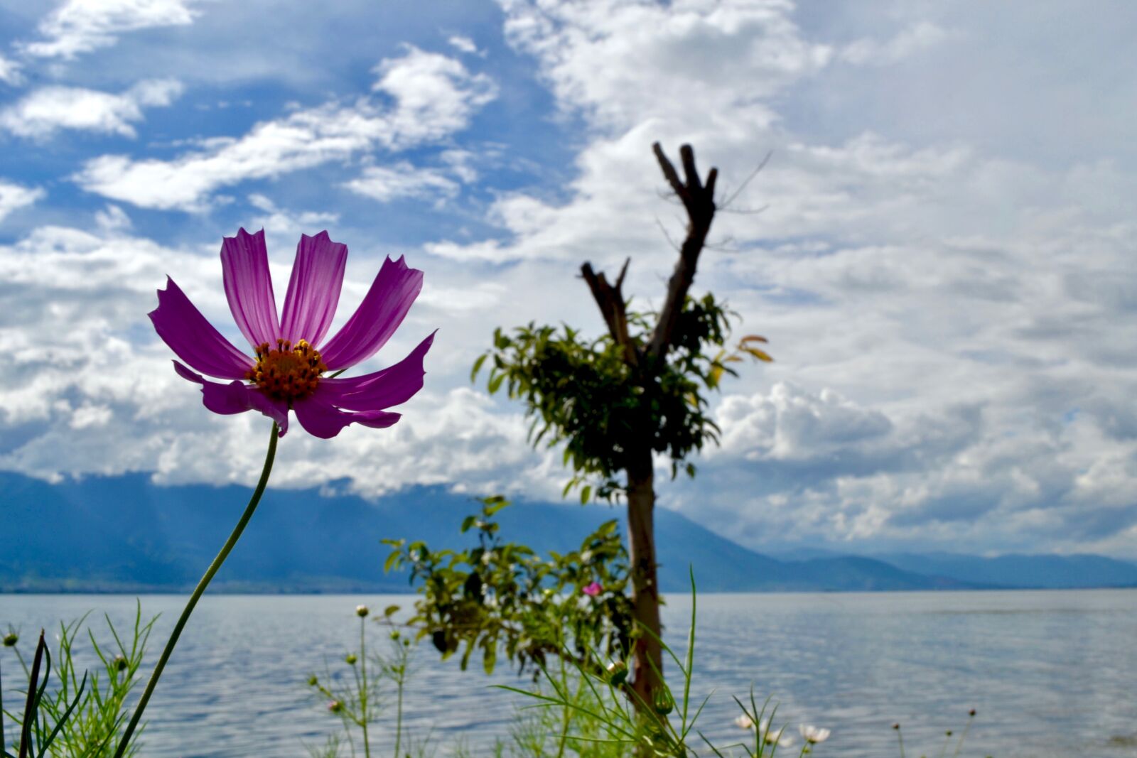 Nikon D3100 sample photo. Cloud, flower, lake, nature photography