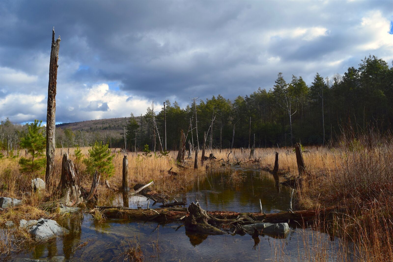Nikon D3300 sample photo. Landscape, field, trees photography