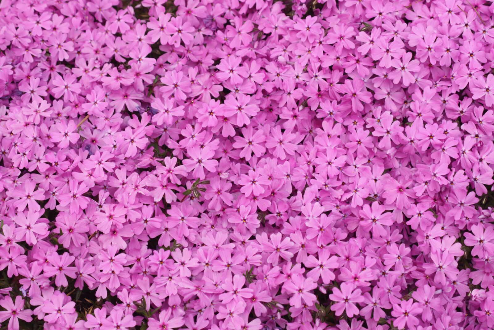 Canon EOS 450D (EOS Rebel XSi / EOS Kiss X2) sample photo. Flowers, nature, spring photography