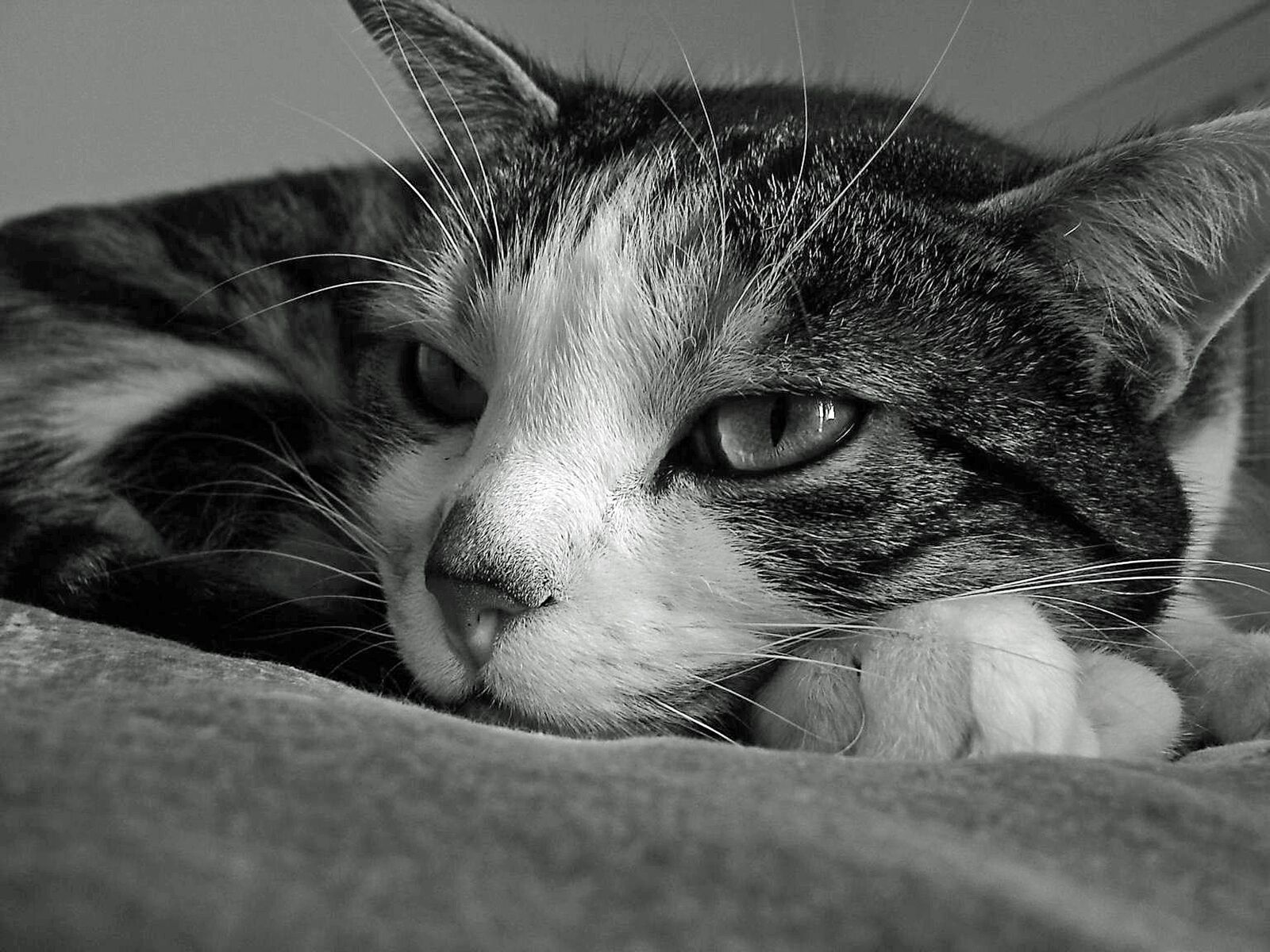Sony DSC-H5 sample photo. Cat, rest, serenity photography