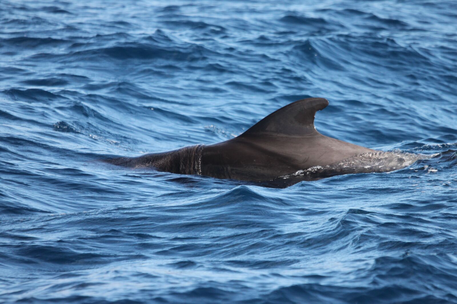 Canon EOS 500D (EOS Rebel T1i / EOS Kiss X3) sample photo. Dorsal fin, dolphin, tenerife photography
