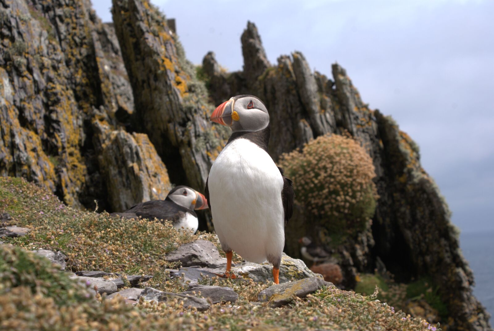 Sony Alpha DSLR-A200 sample photo. Puffin, ireland, kerry photography