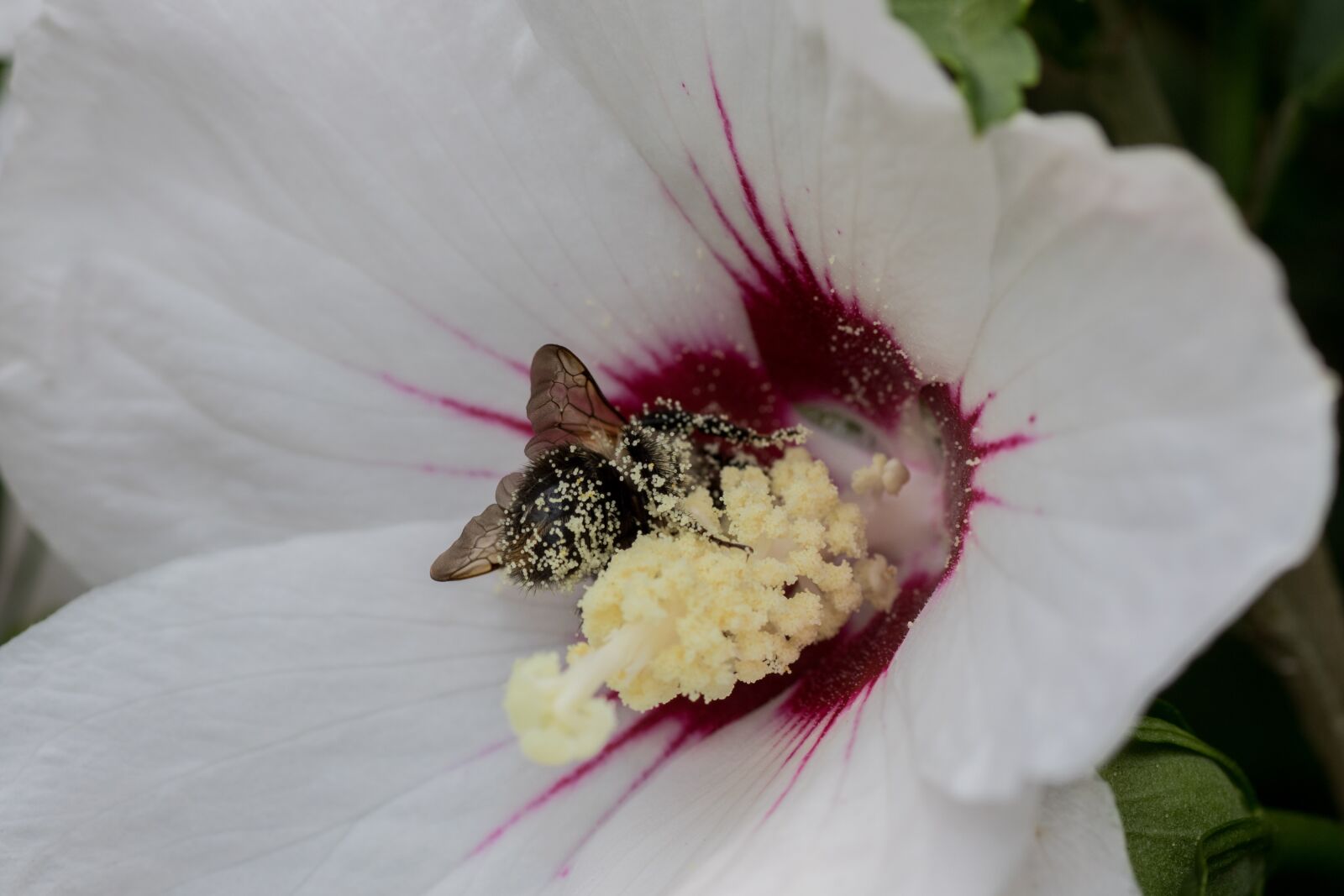 Canon EOS 7D Mark II sample photo. Hummel, mallow, insect photography