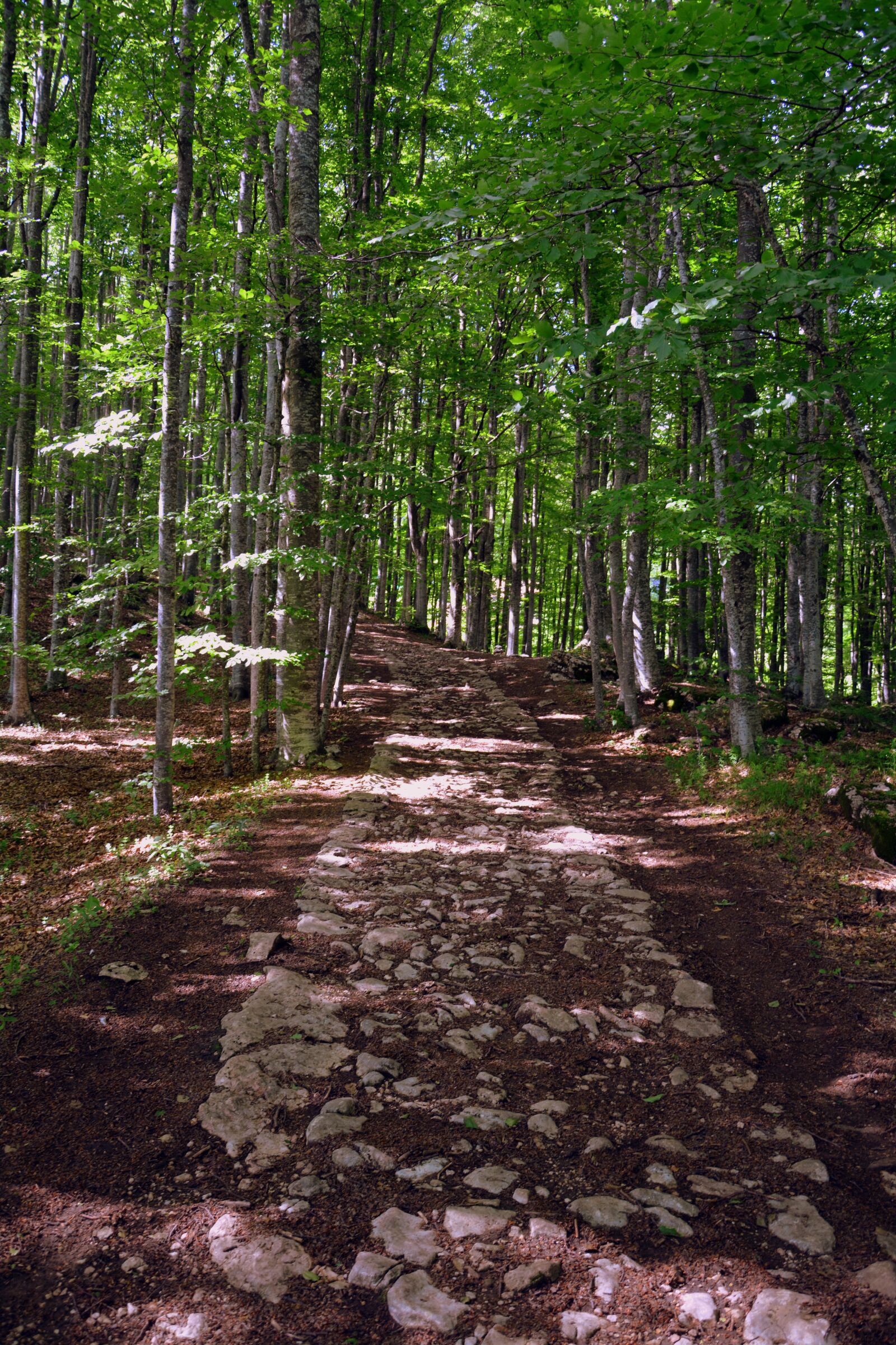 Nikon D7100 sample photo. Trail, forest, nature photography