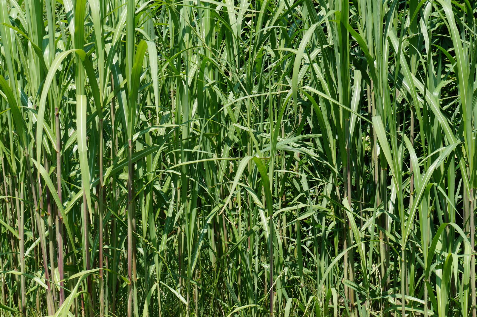 Sony Alpha a3000 sample photo. Bamboo grass, green, texture photography