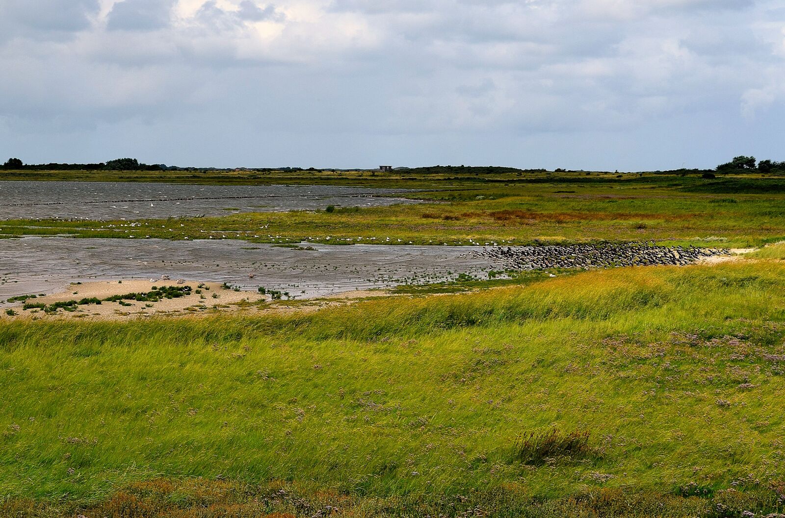 Nikon D5100 sample photo. Sea birds, coast, nature photography