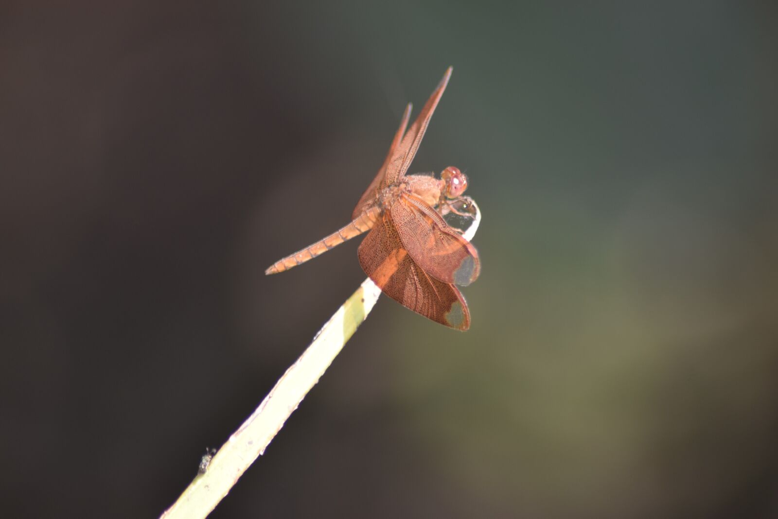 Nikon D3300 sample photo. Hopper, fly, nature photography