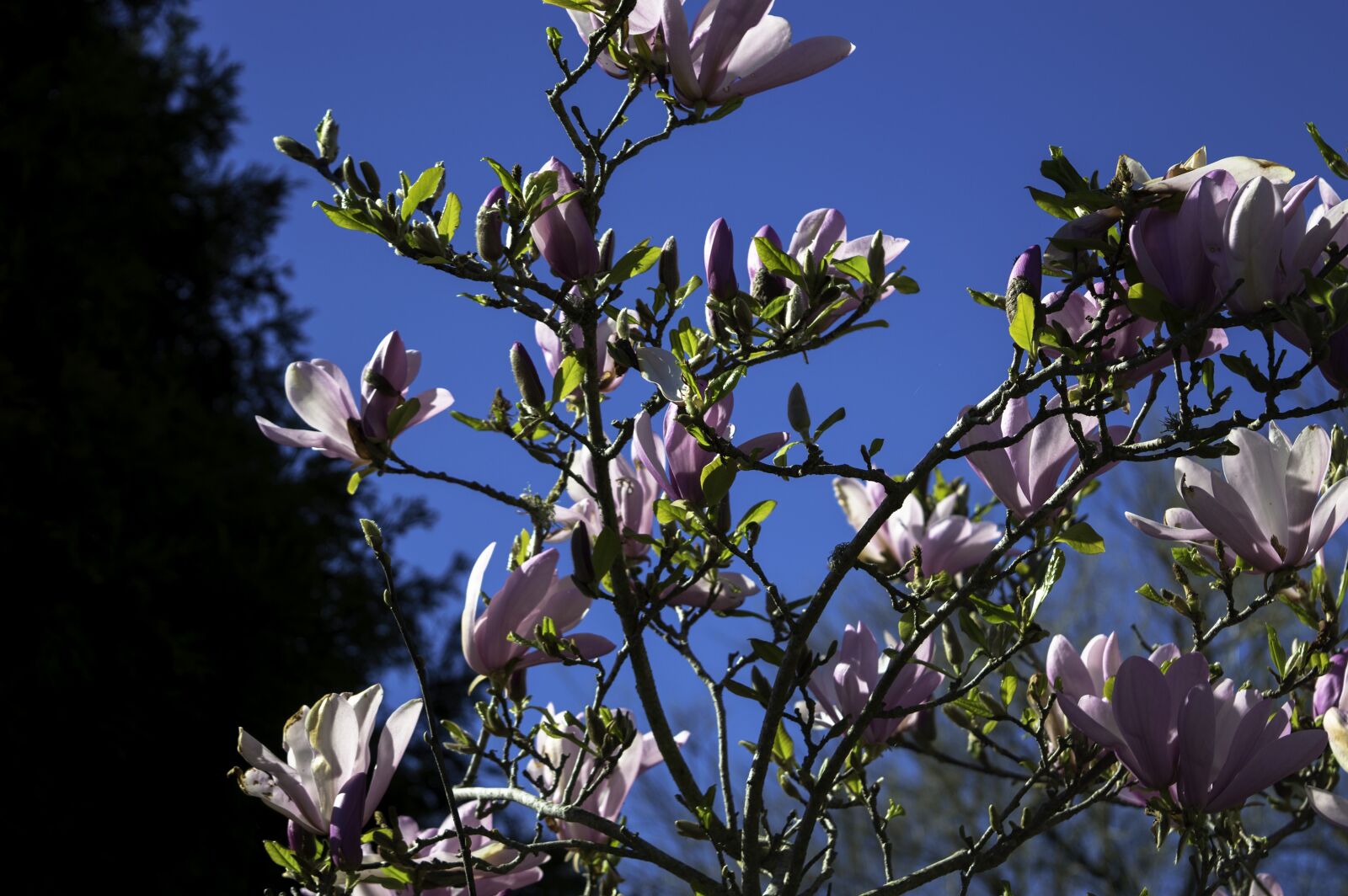 Nikon D3200 sample photo. Flowers, blossom, nature photography