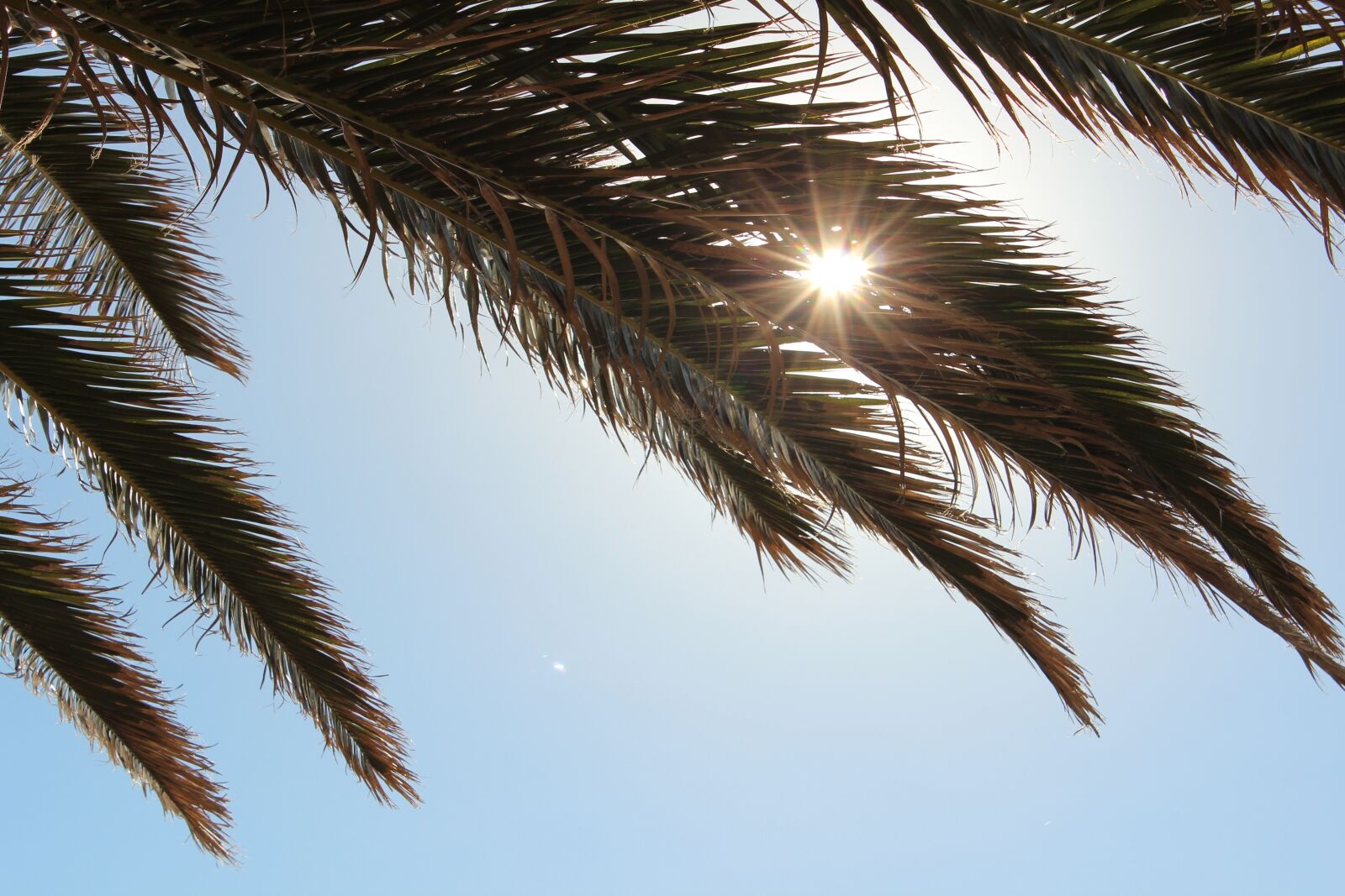 Canon EOS 600D (Rebel EOS T3i / EOS Kiss X5) sample photo. Palm tree, sunlight, tropical photography