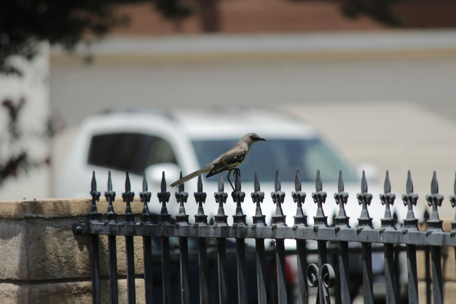 Canon EOS 1300D (EOS Rebel T6 / EOS Kiss X80) + Canon EF-S 55-250mm F4-5.6 IS II sample photo. Bird, fence, nature photography