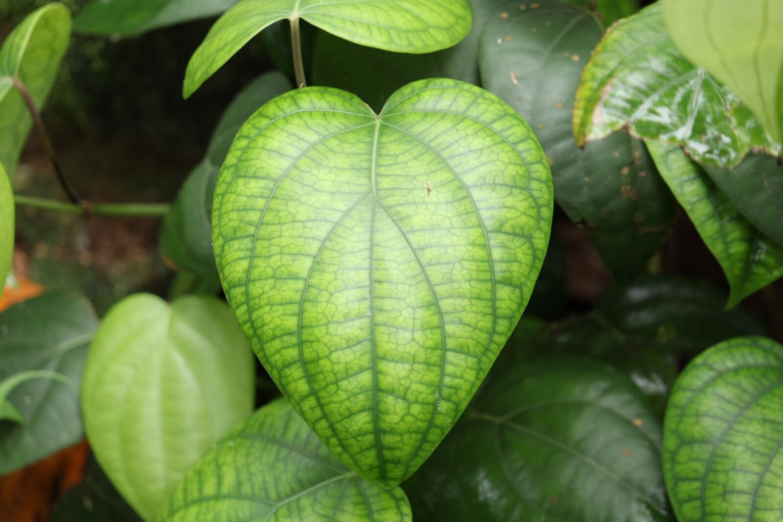 Canon EOS 250D (EOS Rebel SL3 / EOS Kiss X10 / EOS 200D II) sample photo. Leaf, nature, green photography