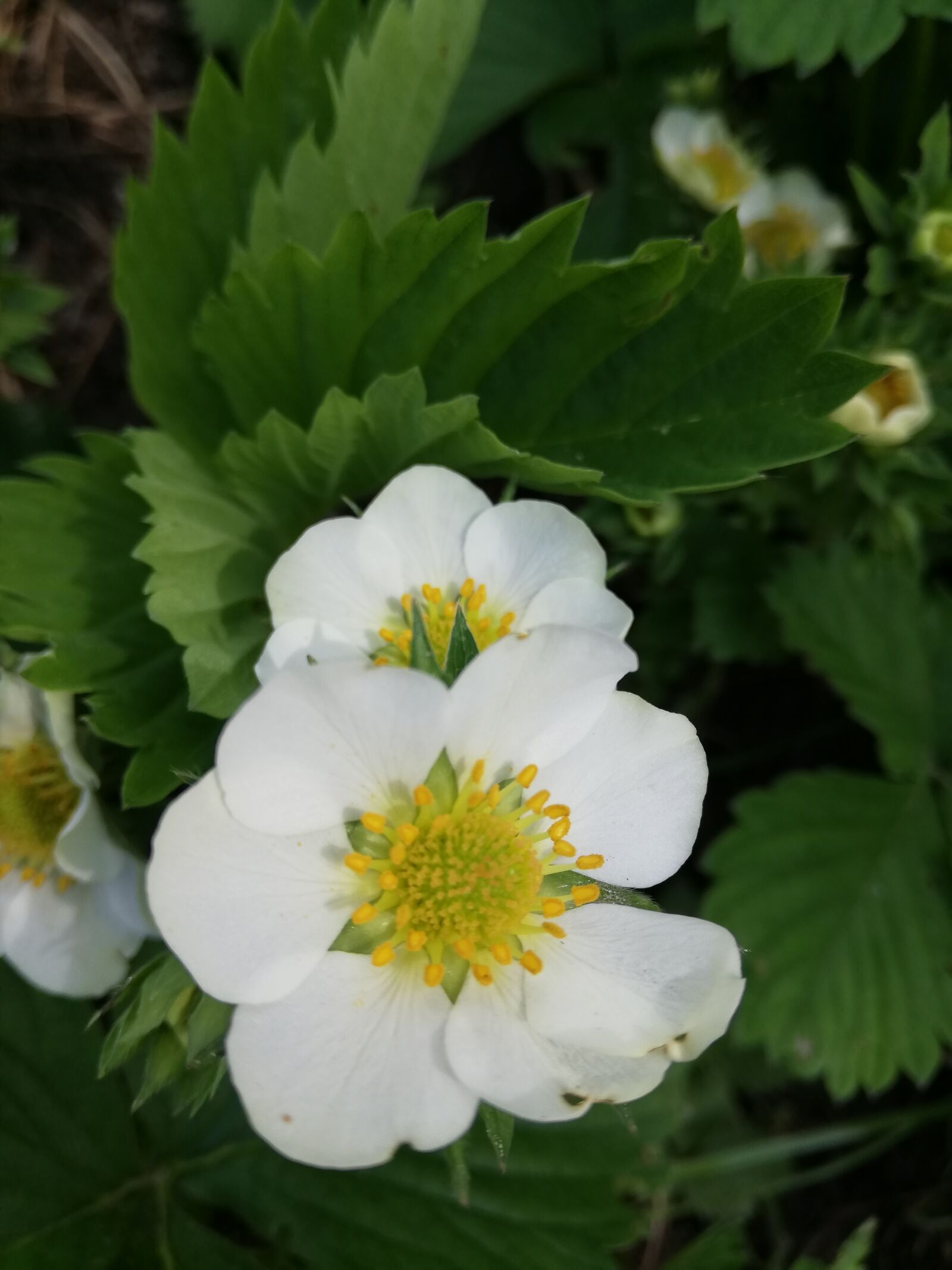 HUAWEI P20 lite sample photo. Strawberry, flowers, white photography