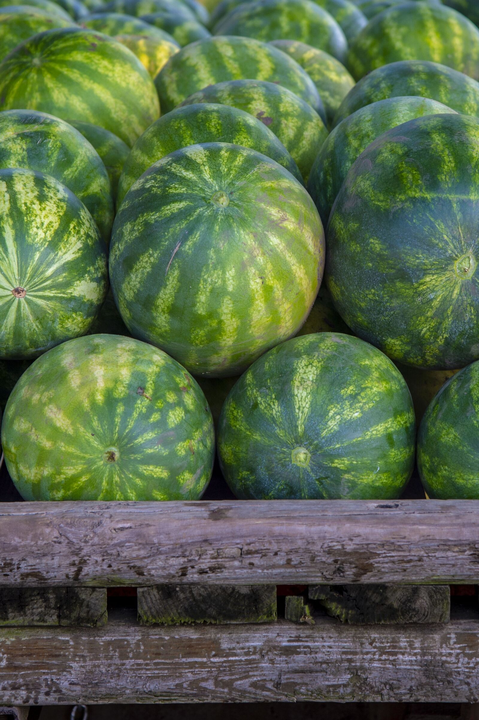 Nikon D4 sample photo. Watermelons, pile, fresh photography