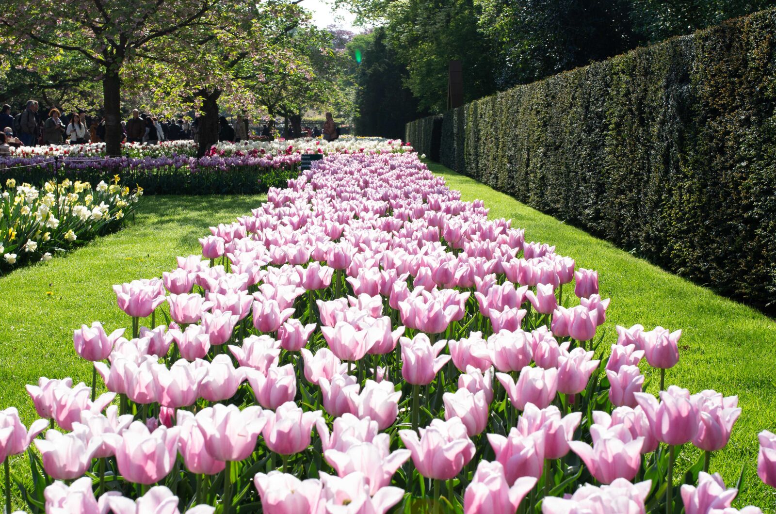 Pentax K-5 sample photo. Netherlands, holland, keukenhof photography