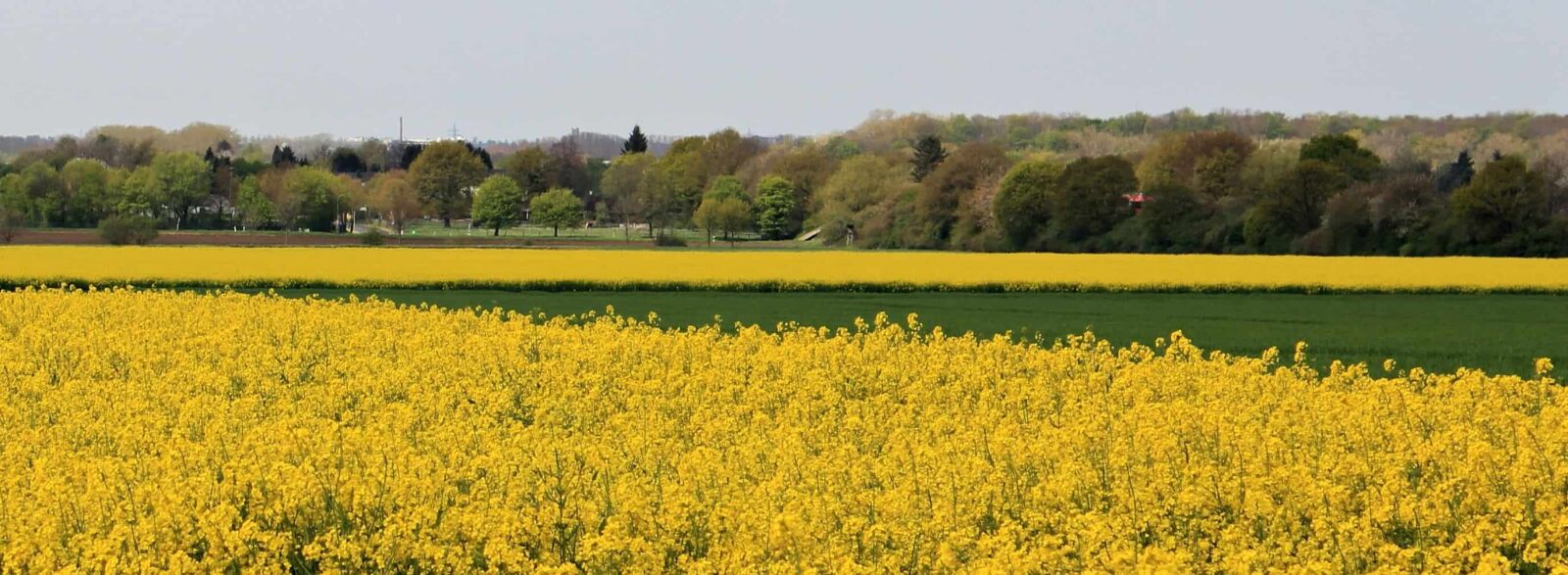 Canon EOS 550D (EOS Rebel T2i / EOS Kiss X4) sample photo. Oil, agriculture, landscape, field photography