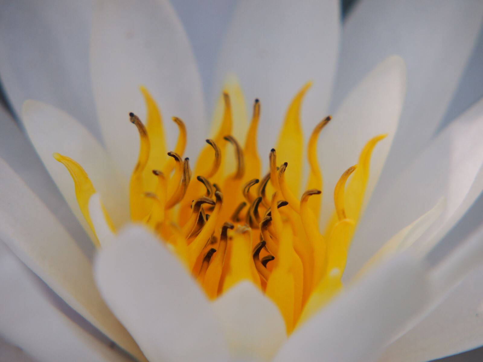 Olympus PEN E-PL3 sample photo. Water lily, white, stamens photography