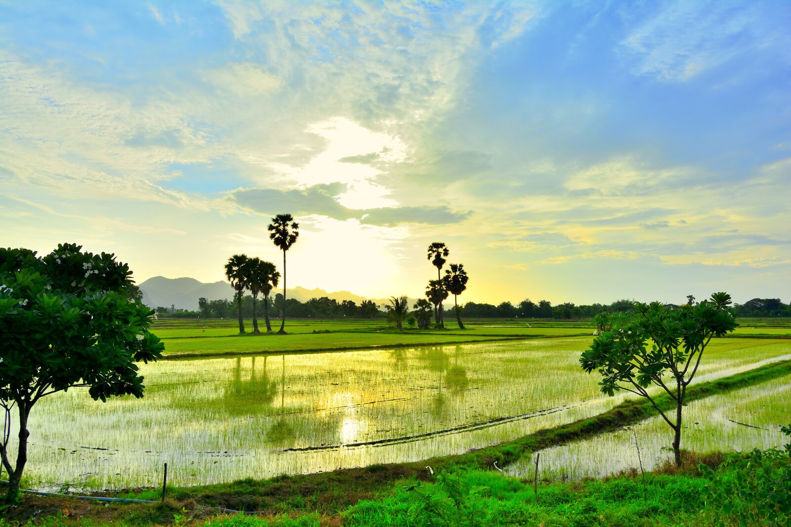 Nikon D5200 sample photo. Cornfield, sunset, sugar palm photography