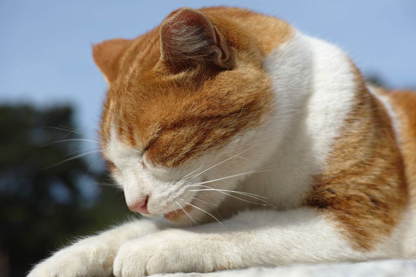 Sigma DP3 Merrill sample photo. Cat, sleep, paw photography